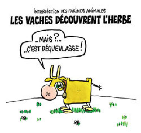 la vache decouvre l'herbe-humourenvrac